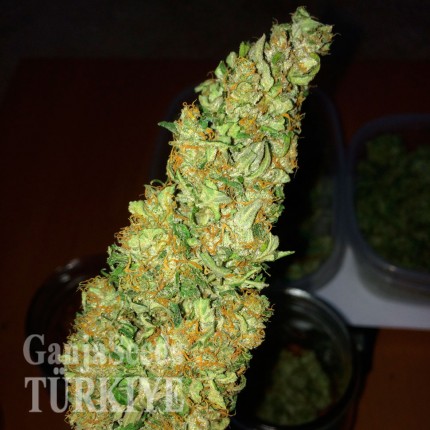 Auto Big Bud feminised Ganja Seeds