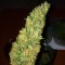 Auto Big Bud feminised Ganja Seeds