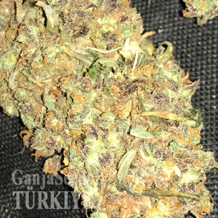 Auto Big Bud feminised Ganja Seeds