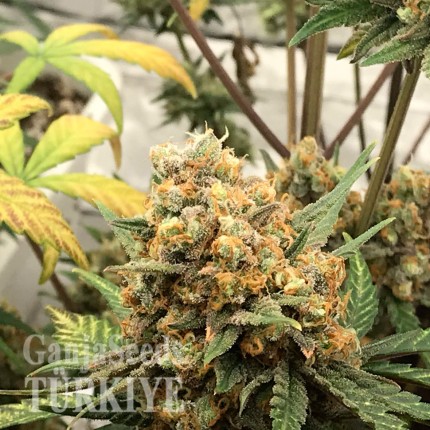 Auto Big Bud feminised Ganja Seeds