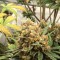 Auto Big Bud feminised Ganja Seeds