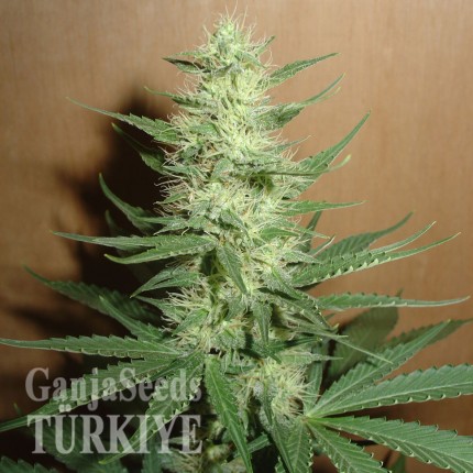 Auto Big Bud feminised Ganja Seeds