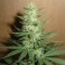 Auto Big Bud feminised Ganja Seeds