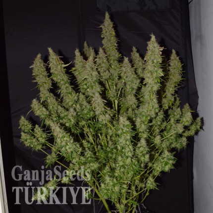 Auto Big Bud feminised Ganja Seeds