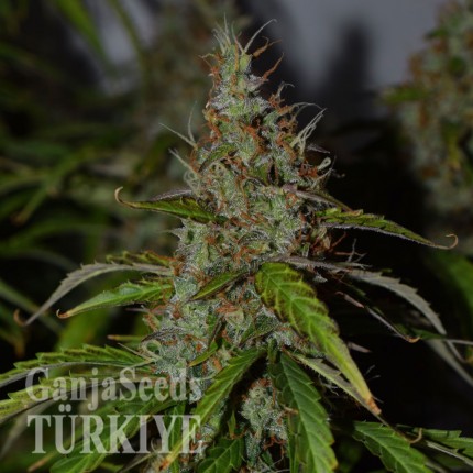 Auto Big Bud feminised Ganja Seeds