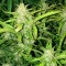 Aydın’da  Auto Lowryder feminised Ganja Seeds kenevir tohumu