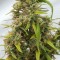 Çanakkale’de  Auto Lowryder feminised Ganja Seeds kenevir tohumu