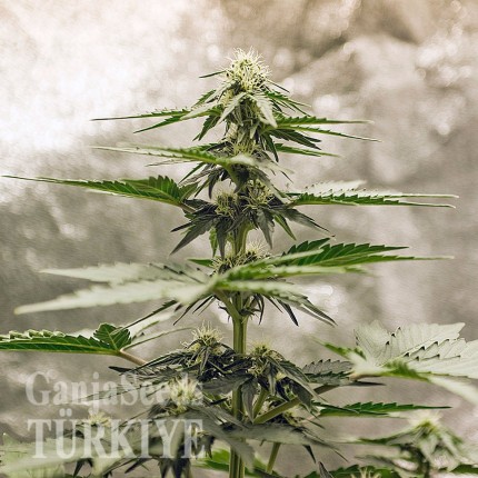 Auto Lowryder feminised Ganja Seeds