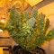 Blue Gelato 41 feminised Ganja Seeds