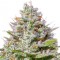 Blue Gelato 41 feminised Ganja Seeds