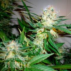 Great White Shark feminised Ganja Seeds