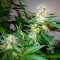 Great White Shark feminised Ganja Seeds