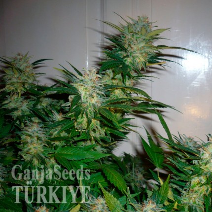 Great White Shark feminised Ganja Seeds