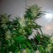 Great White Shark feminised Ganja Seeds