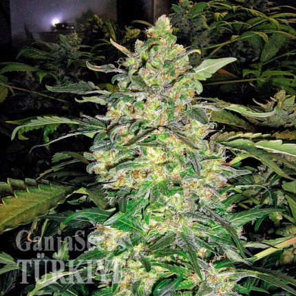 Great White Shark feminised Ganja Seeds