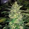 Great White Shark feminised Ganja Seeds