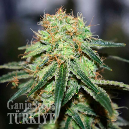 Great White Shark feminised Ganja Seeds