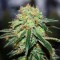 Great White Shark feminised Ganja Seeds