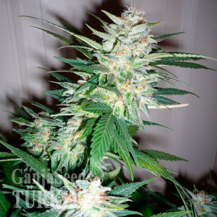 Great White Shark feminised Ganja Seeds