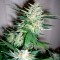 Great White Shark feminised Ganja Seeds