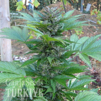 Kalashnikova feminised Ganja Seeds