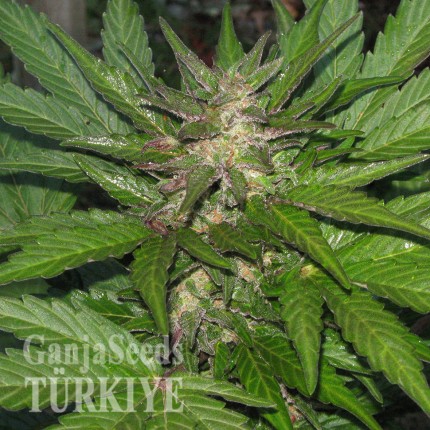 Kalashnikova feminised Ganja Seeds