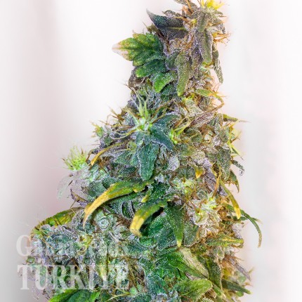 Mazar feminised Ganja Seeds