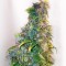 Mazar feminised Ganja Seeds