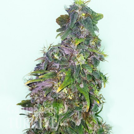 Mazar feminised Ganja Seeds