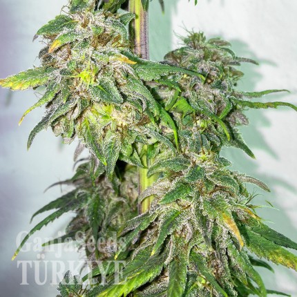 Mazar feminised Ganja Seeds