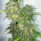 Mazar feminised Ganja Seeds