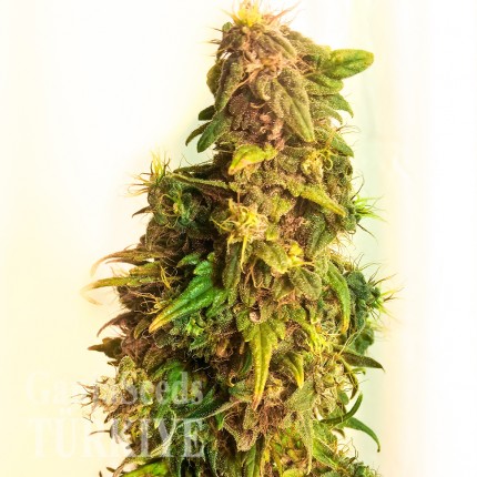 Mazar feminised Ganja Seeds