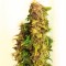 Mazar feminised Ganja Seeds