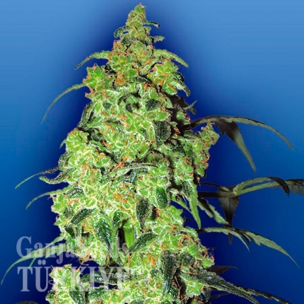 Auto Blow Mind feminised Ganja Seeds