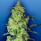 Auto Blow Mind feminised Ganja Seeds