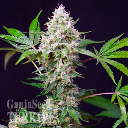 Auto Blow Mind feminised Ganja Seeds