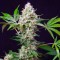 Auto Blow Mind feminised Ganja Seeds