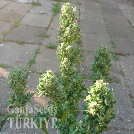 Auto Blow Mind feminised Ganja Seeds