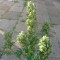 Auto Blow Mind feminised Ganja Seeds