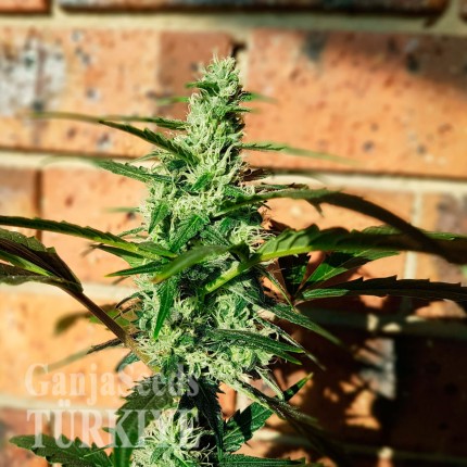 Auto Blow Mind feminised Ganja Seeds