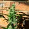 Auto Blow Mind feminised Ganja Seeds