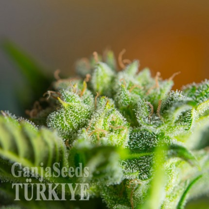 Auto Blow Mind feminised Ganja Seeds