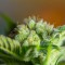 Auto Blow Mind feminised Ganja Seeds