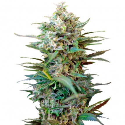 Auto Big Devil XL feminised Ganja Seeds