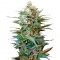 Auto Big Devil XL feminised Ganja Seeds