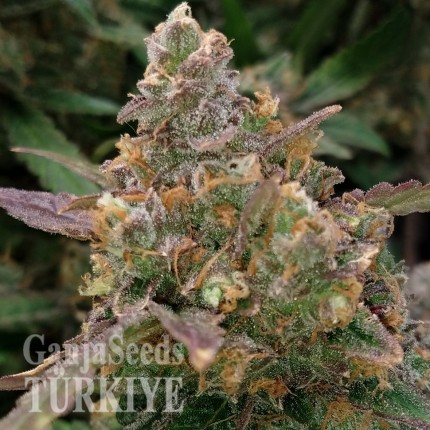 Auto Big Devil XL feminised Ganja Seeds