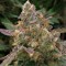 Auto Big Devil XL feminised Ganja Seeds