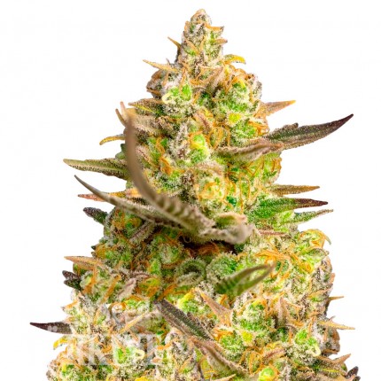 Auto Big Devil XL feminised Ganja Seeds