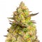 Auto Big Devil XL feminised Ganja Seeds