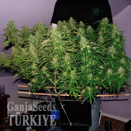 Auto Blue Mazar feminised Ganja Seeds